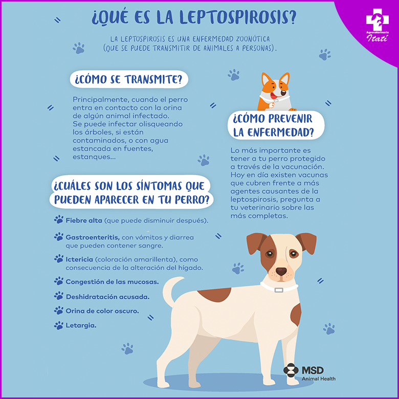 🧫La leptospirosis canina es una... - Veterinaria Itatí