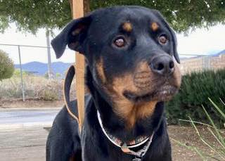 Friends of AFV - ️Meet Damian! ️He is a Rottweiler who...