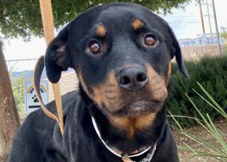 Friends of AFV - ️Meet Damian! ️He is a Rottweiler who...