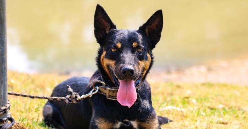 UPCOMING... - Queensland Working Sheep Dog Association | Facebook