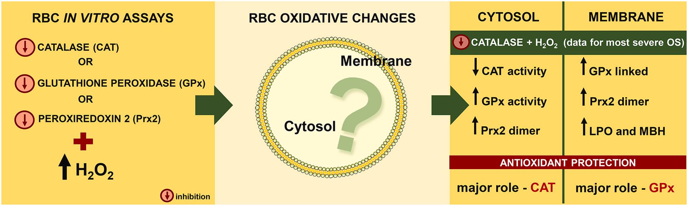 glutathione peroxidase vs catalase Measurement of superoxide dismutase, and in cultured cells and tissue glutathione vs glutathione peroxidase nadph