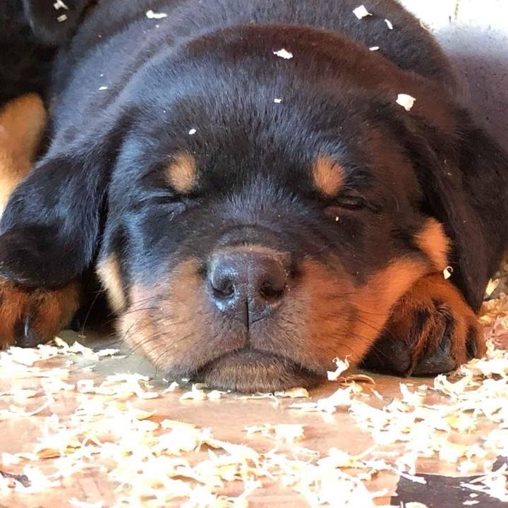 Ridge Rottweilers | Parma MI