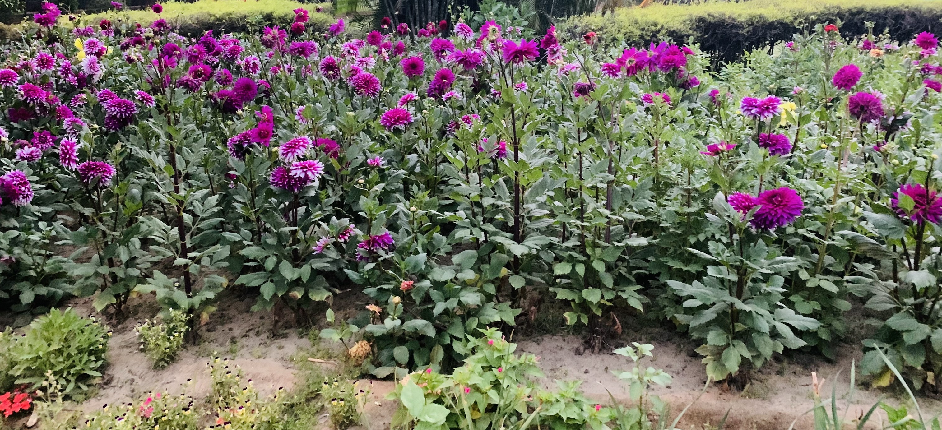 Paudha Ghar - पौधा घर | Greater Noida