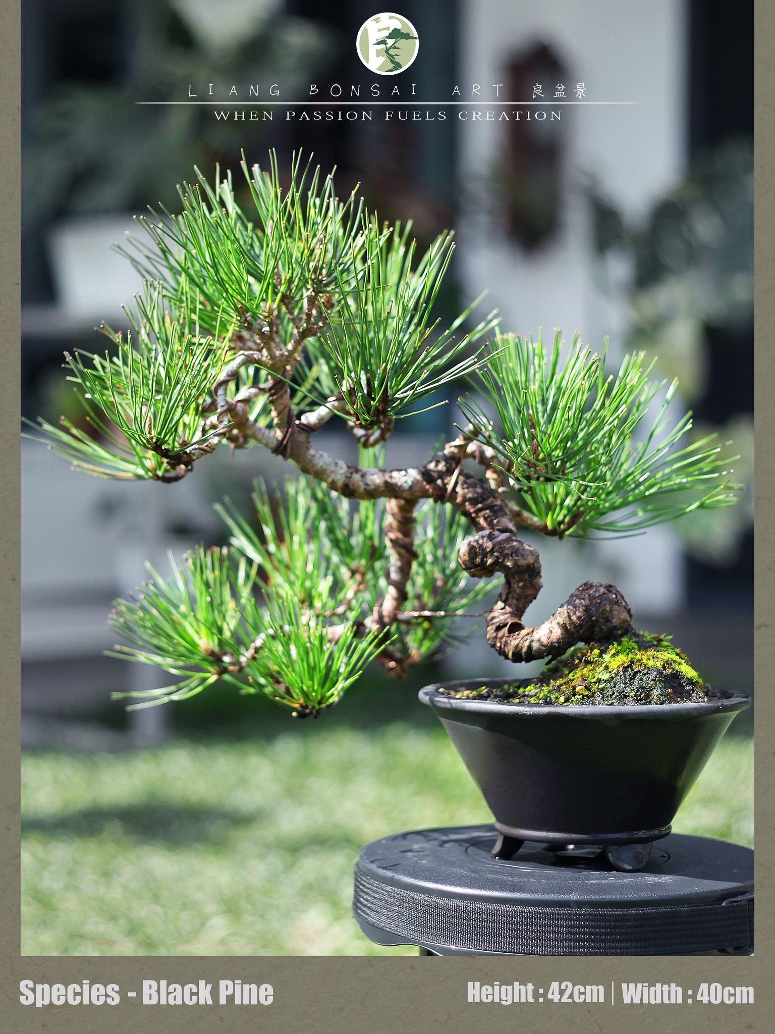 黑松盆景出售, 欢迎联系Blackpine bonsai for sale, feel free to