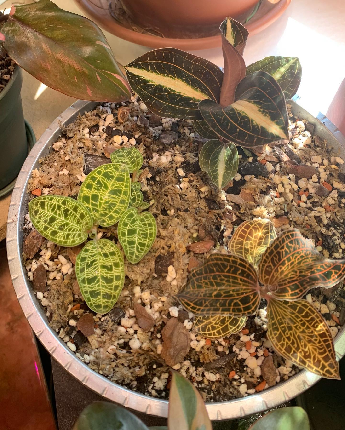Microchilus tridax. one of my favorite jewel orchid showing a very