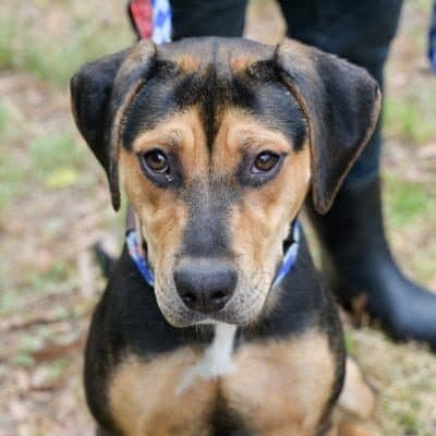 Save-A-Dog - Pippi Source Number: BR100902 Beagle X Female ~10 months ...