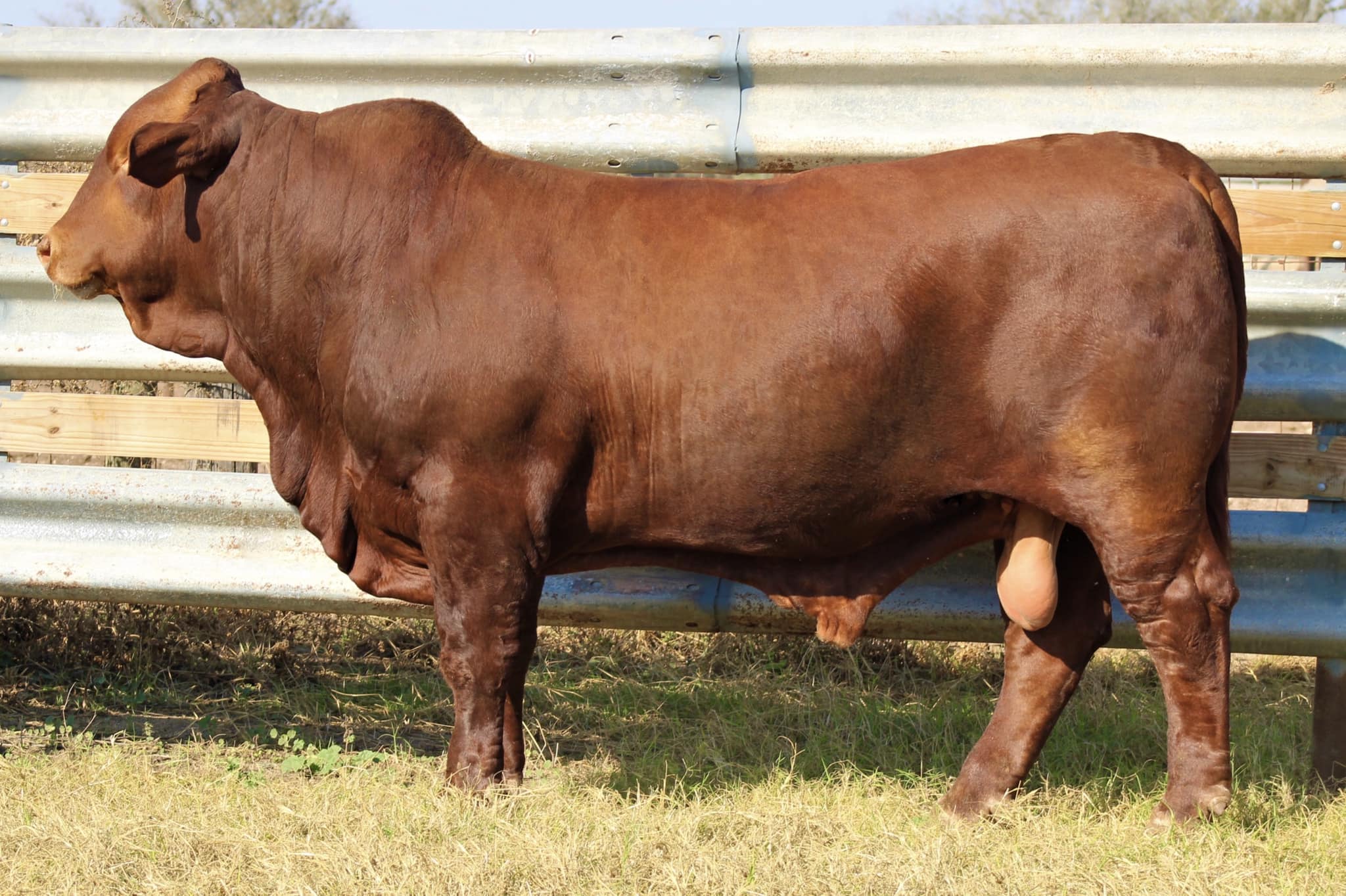 Collier - COME SEE THIS ONE IN PERSON- HE WON’T DISAPPOINT! TOP 10 BULL ...