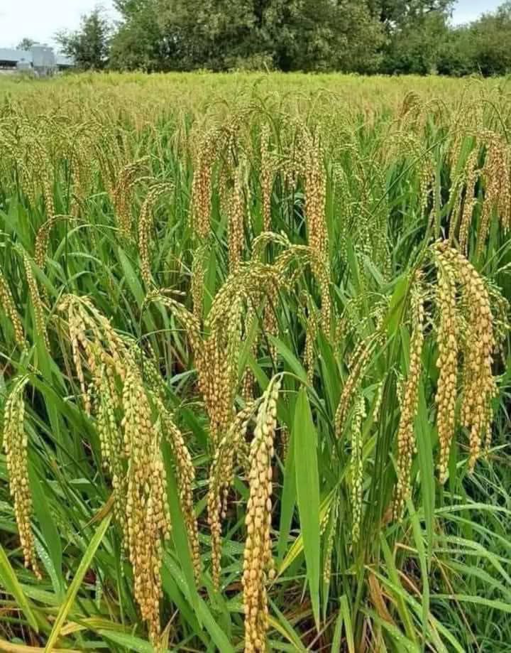 Memories of Old Manila ☑️ | Ang ganda naman ng uppland rice na ito iba ...