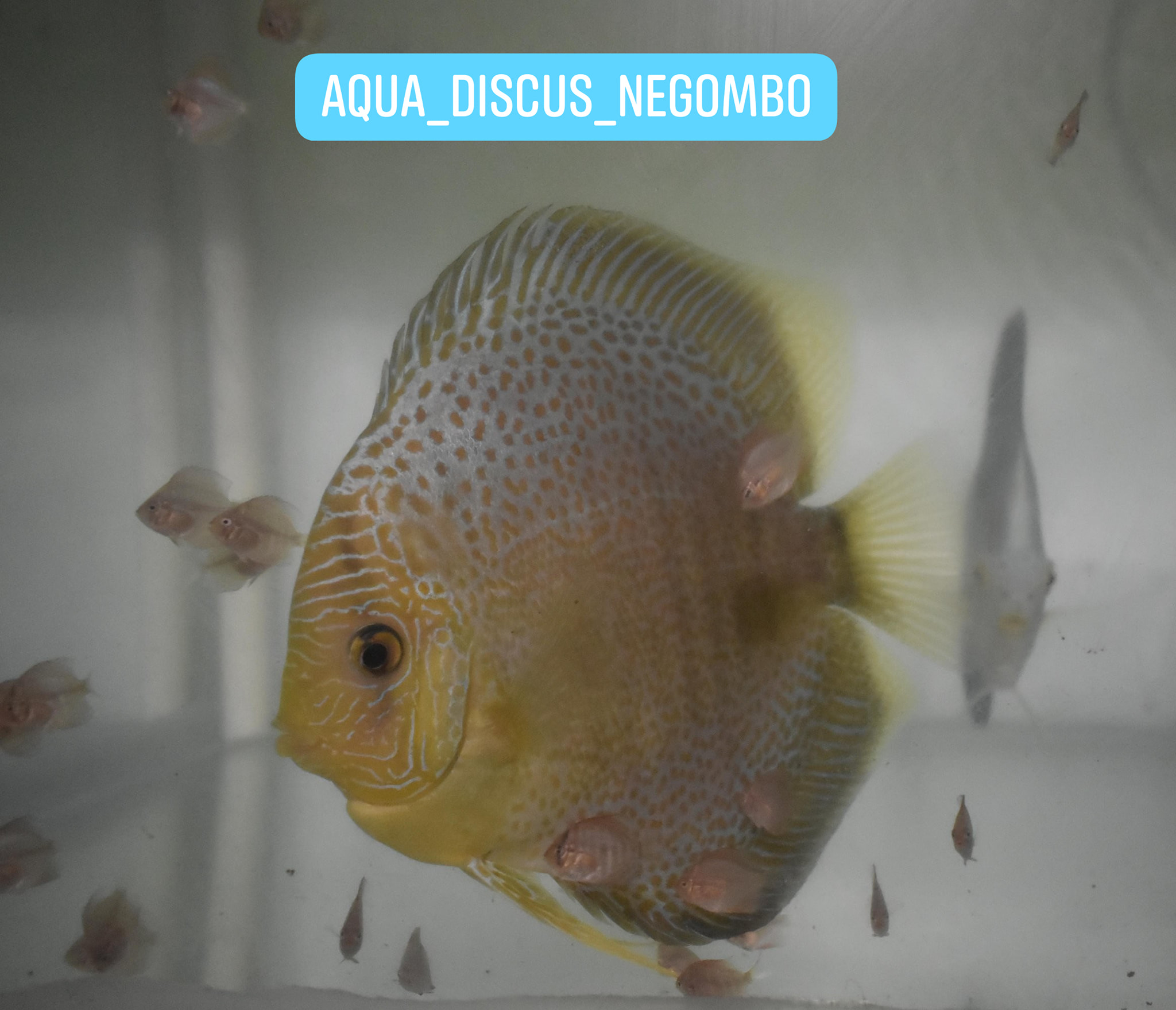 GA Discus - 😍 ️ Spotted Leopard x Powder Blue with babies...
