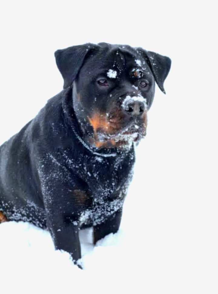 Alan - ¿Porque es importante no ponerle chamarra o ropa a un rottweiler ...