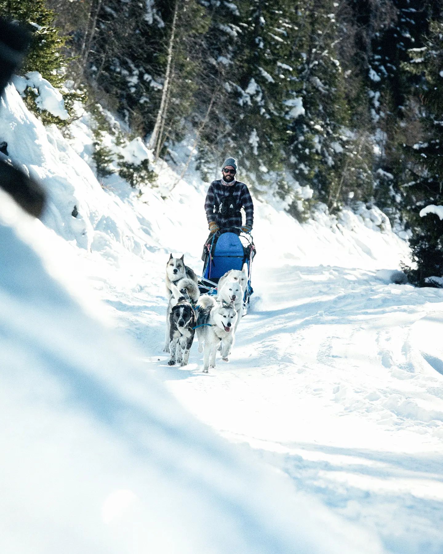 Chien De Traineau Sainte Foy Tarentaise