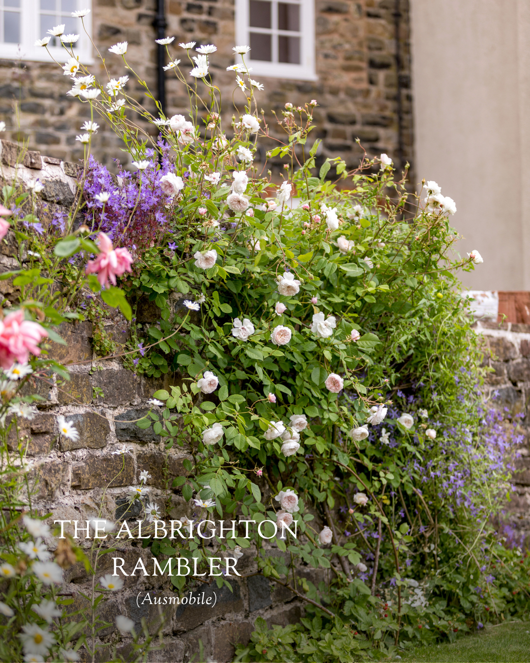 David Austin Roses - Nothing softens a harsh stone or brick wall quite ...