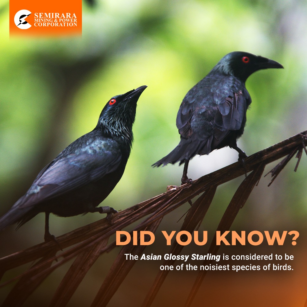 SMPC - The Asian Glossy Starling, locally known as kulansiyang or ...