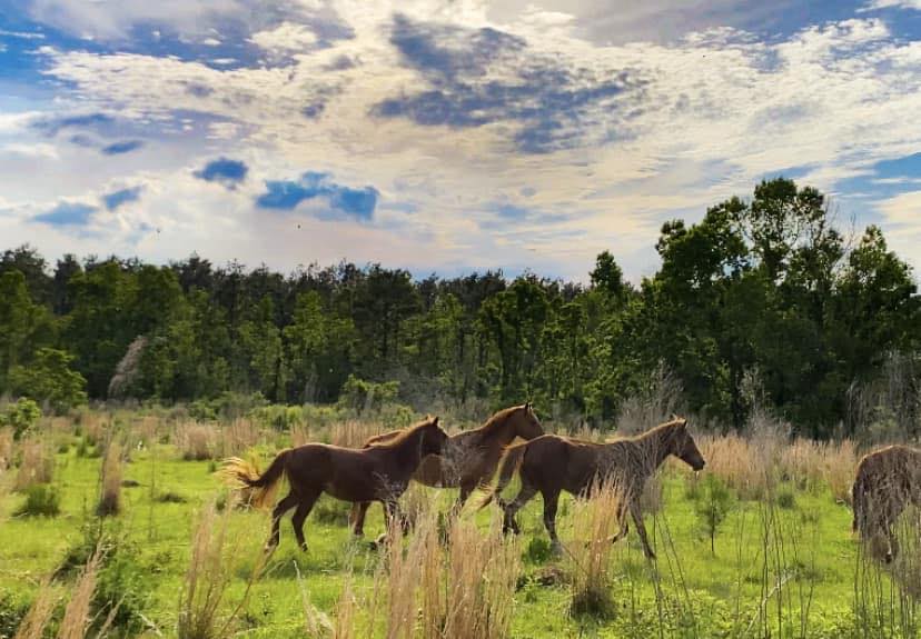 🏍️ LESS THAN 30 DAYS LEFT! 🐴 ️ Time is running out to grab your tickets ...