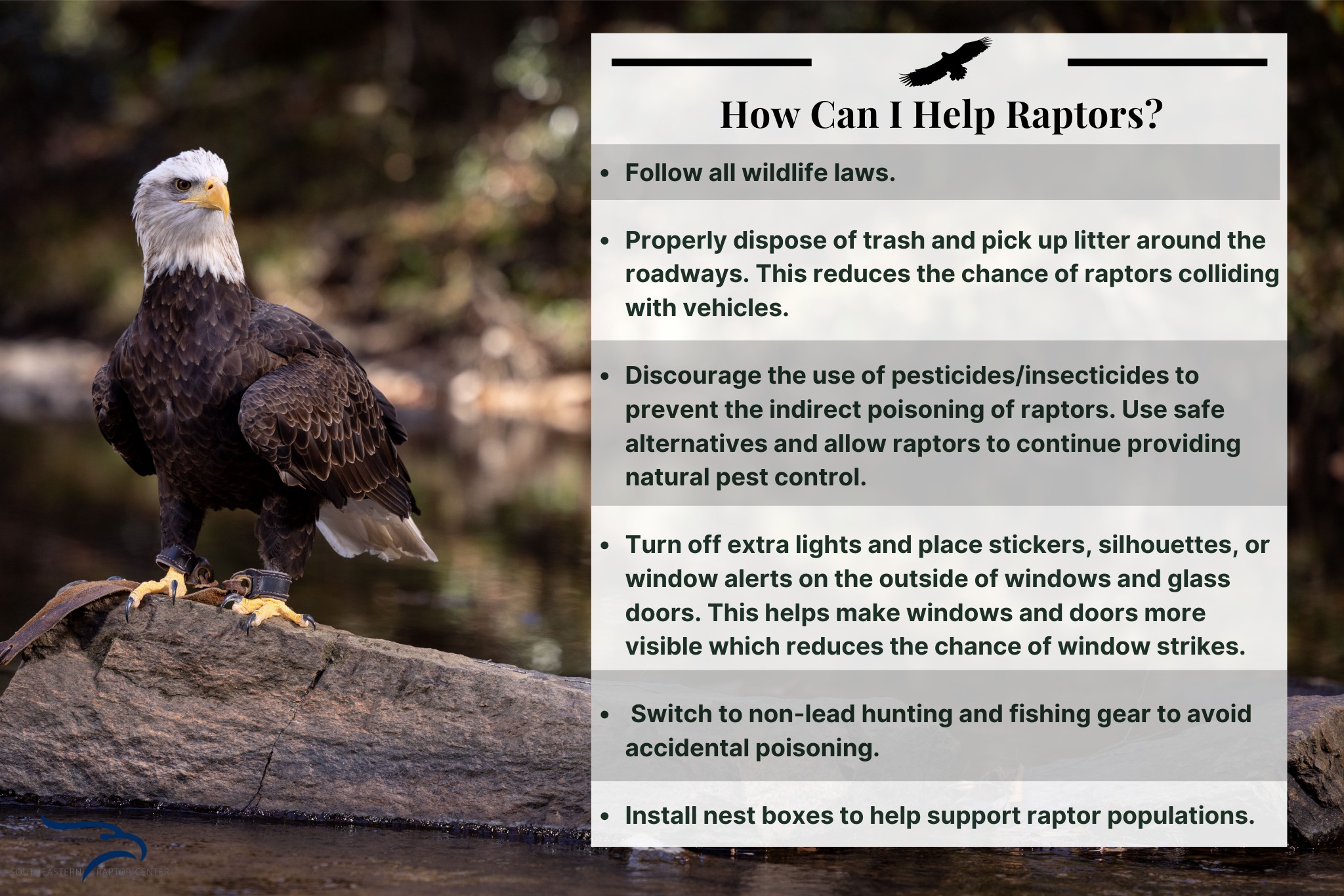 Auburn University Raptor Center - 𝐖𝐞 𝐜𝐚𝐧 𝐚𝐥𝐥 𝐡𝐞𝐥𝐩 𝐰𝐢𝐥𝐝 𝐫𝐚𝐩𝐭𝐨𝐫𝐬! Raptors ...