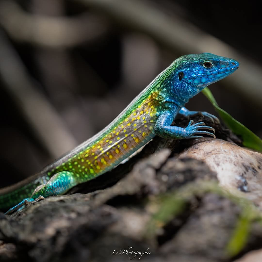 Rainbow galliwasp lizard spotted in Colombia's Chocoan rainforest