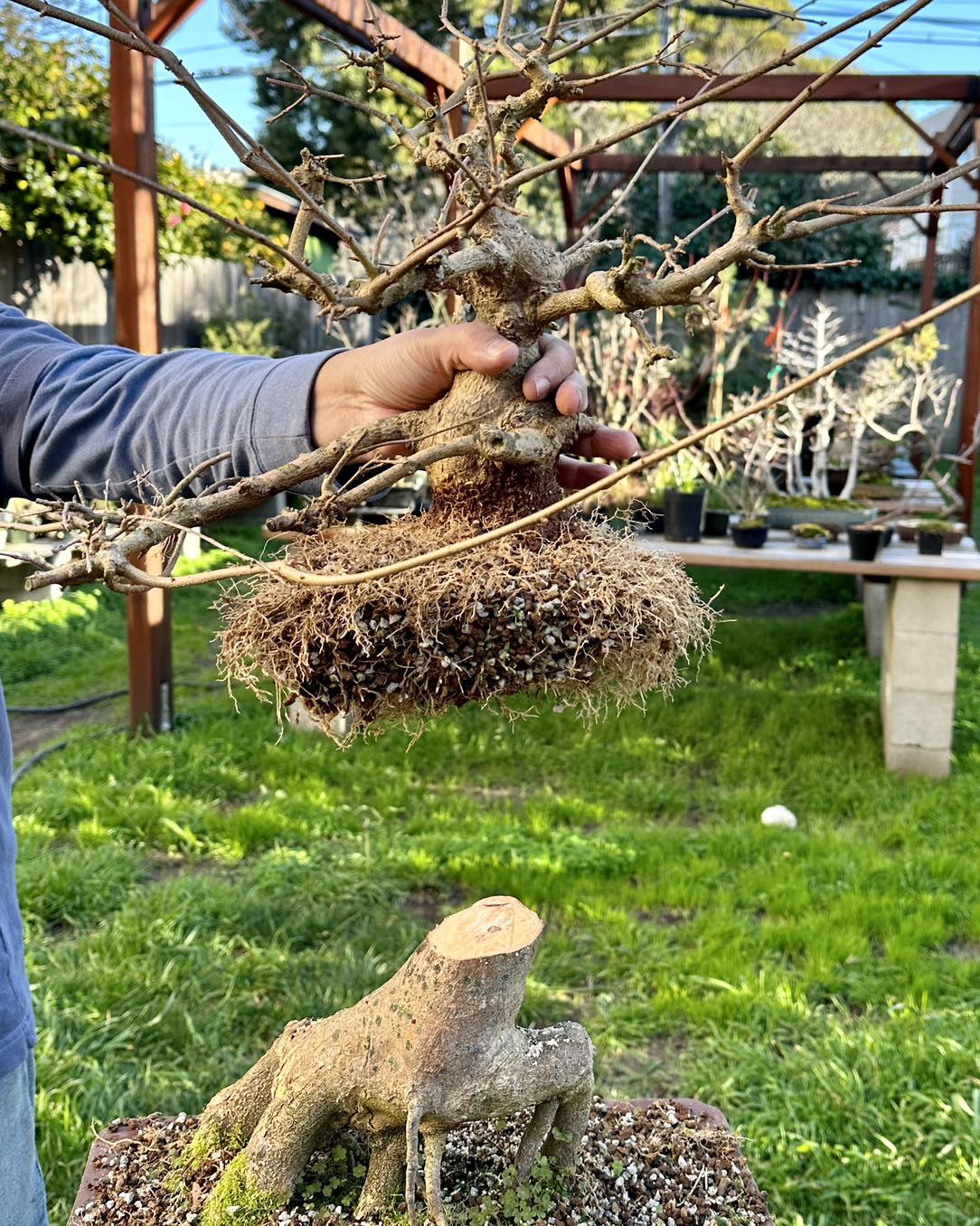 Peter - My clients first successful air layering of a Trident Maple he ...