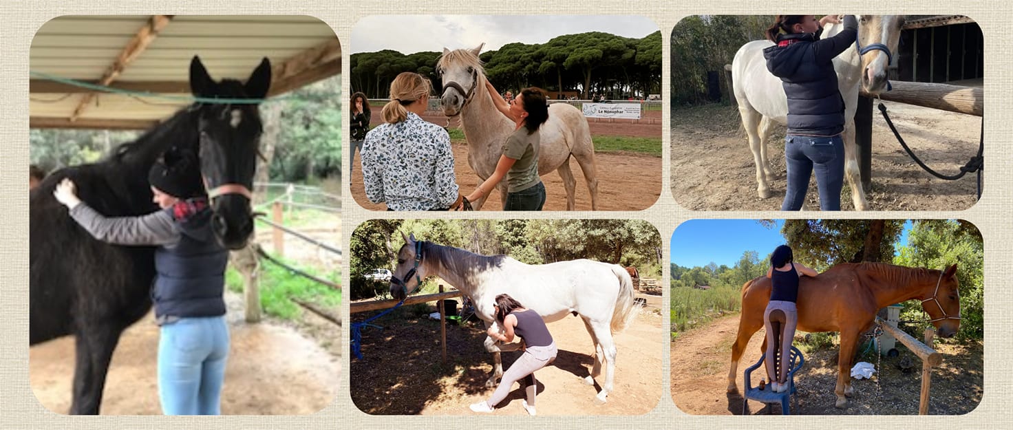 Contrat De Confiage Cheval Avec Option D achat