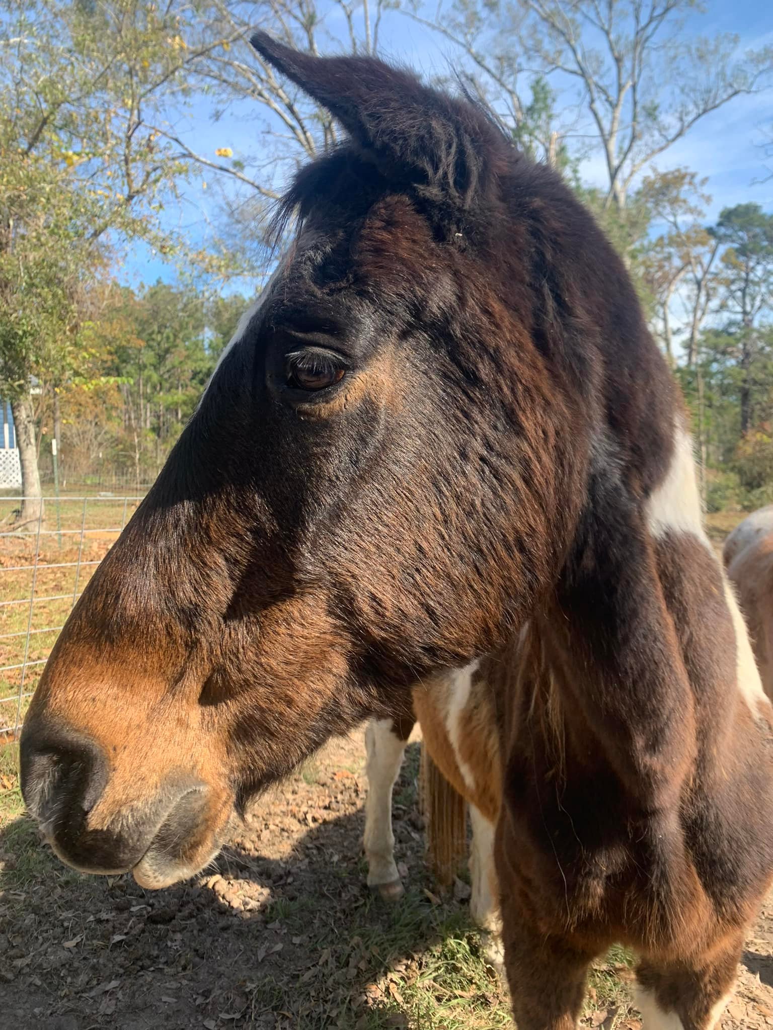 🌈💔 Creed 💔🌈 Creed... - SFS Equine Rescue & Animal Sanctuary | Facebook
