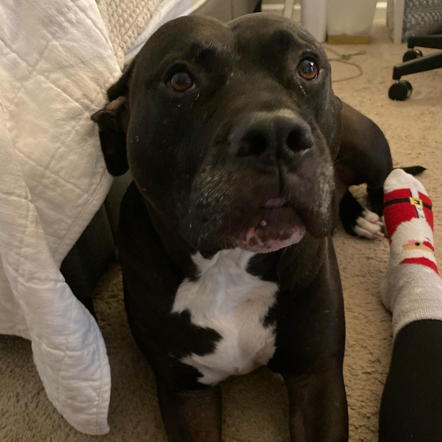 Pibble - 📣She’s a ten out of tennnnnn. We interrupt your Saturday ...