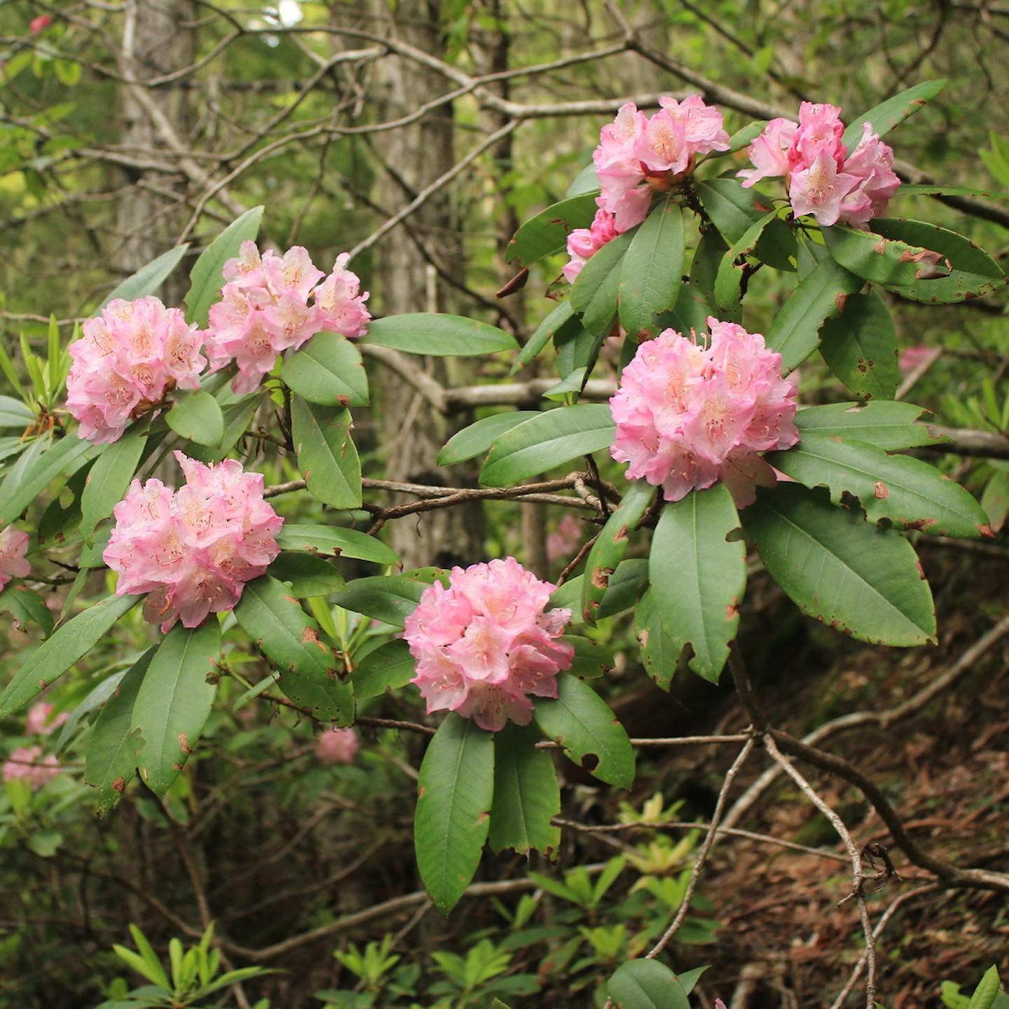 Plant of the Week -... - Portland Botanical Gardens