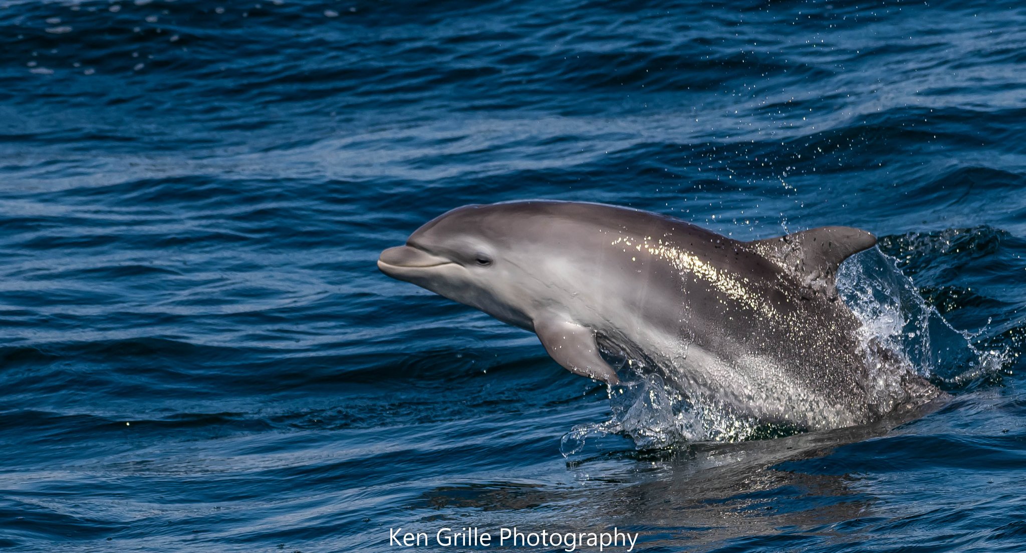 These boaters captured a very rare sight!