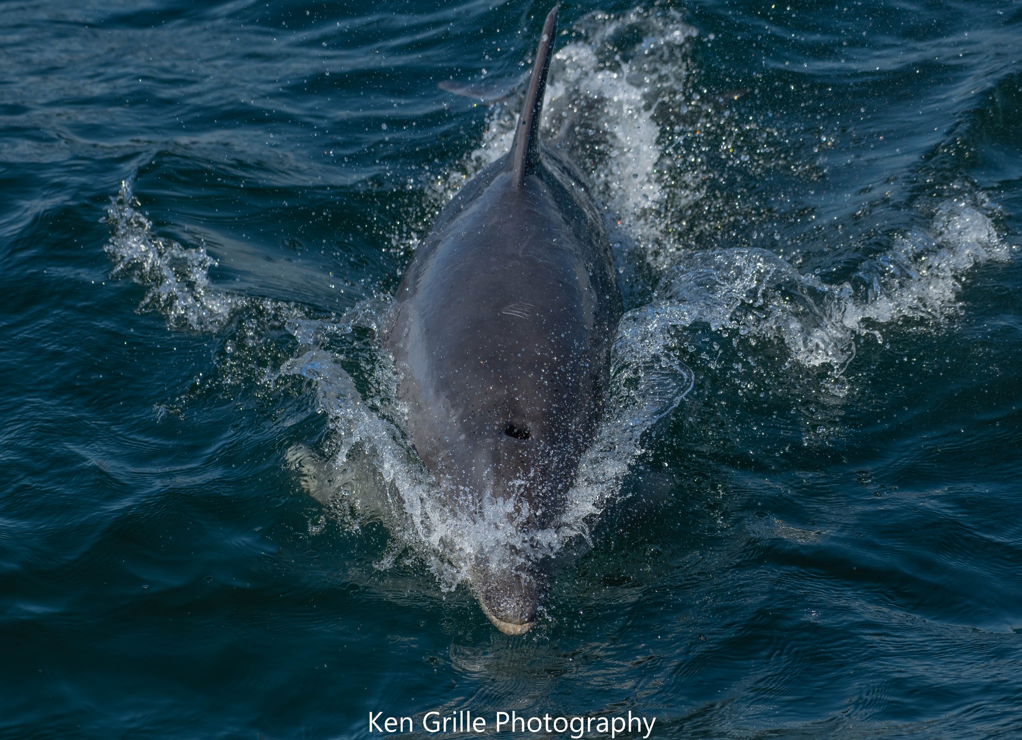 These boaters captured a very rare sight!