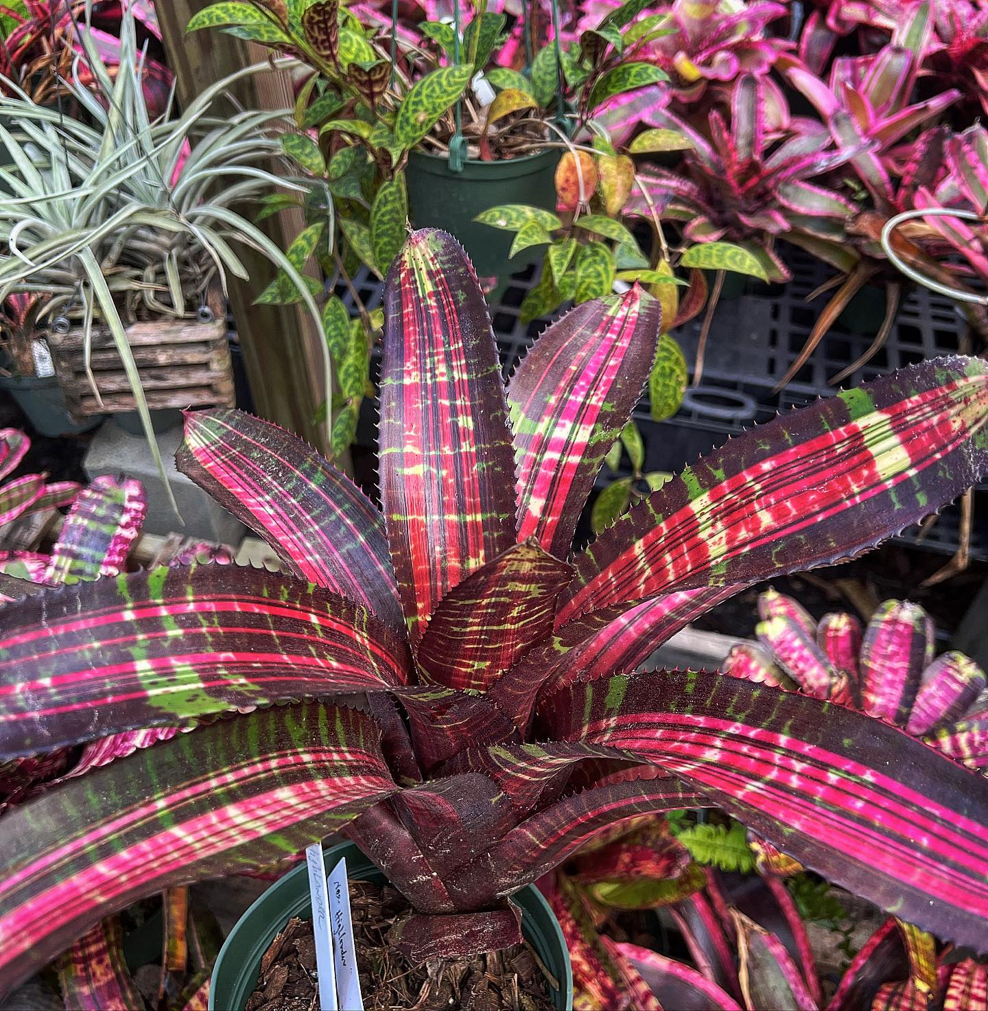 Florida - Neoregelia “Highlander” #plantsofinstagram #pottedplants