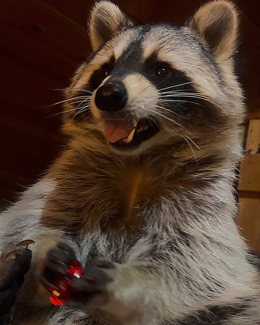 Diddles Raccoon - Diddles Raccoon added a new photo.