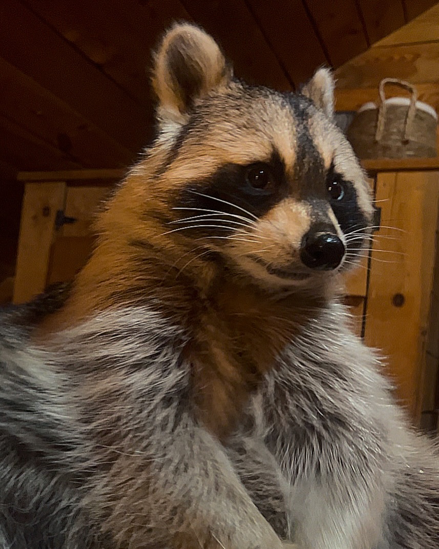 Diddles Raccoon - Diddles Raccoon added a new photo.