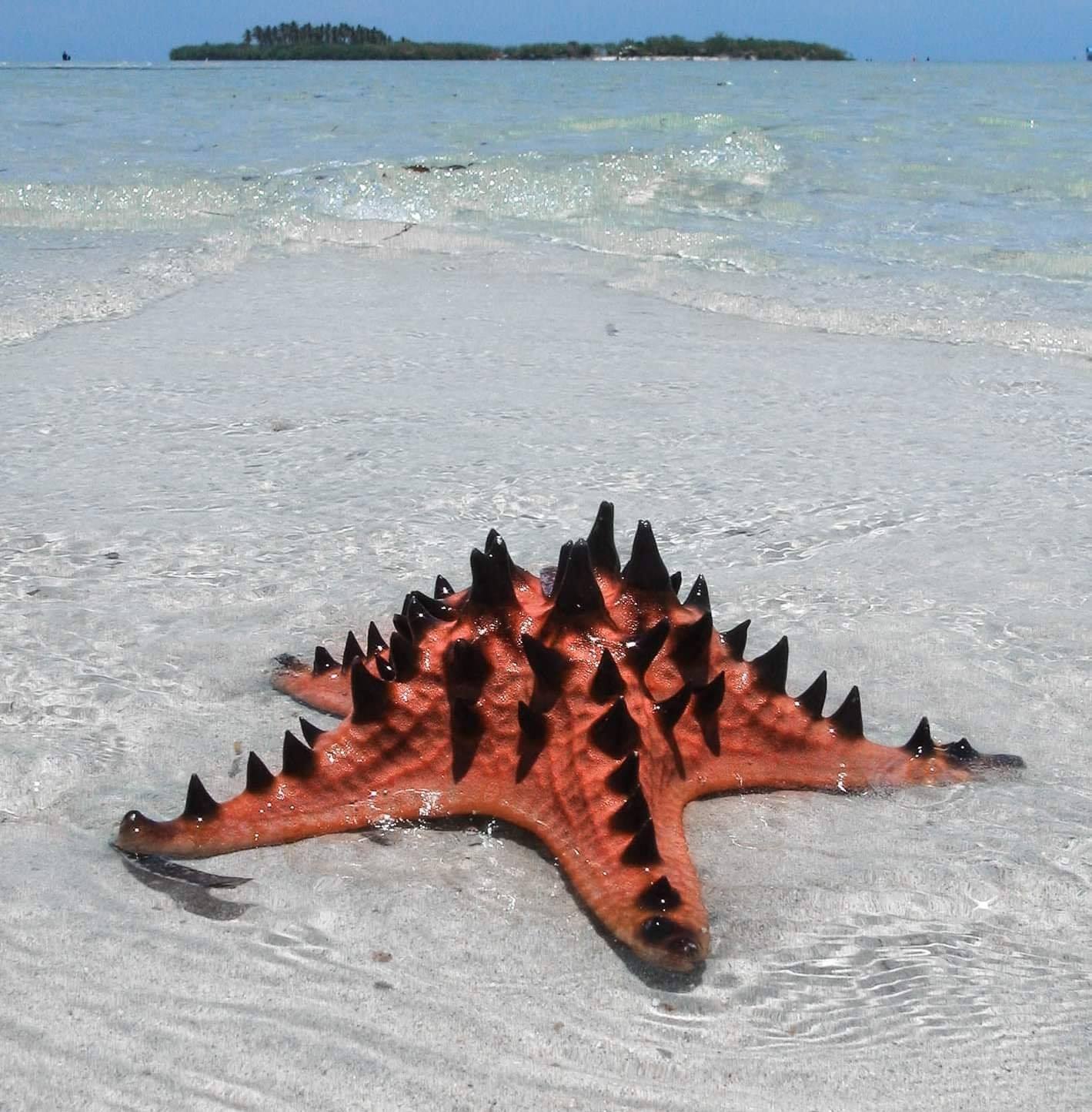 PANACALAN SANDBAR, aka 
