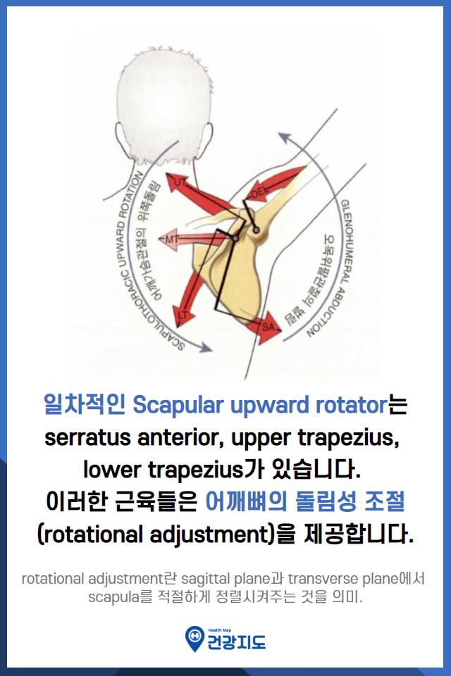 shoulder upward rotation을 위한 협력근과 짝힘... - 건강지도 - Health map