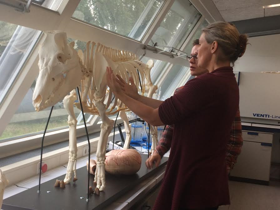 First year Applied Animal Science students explored the anatomy of the ...