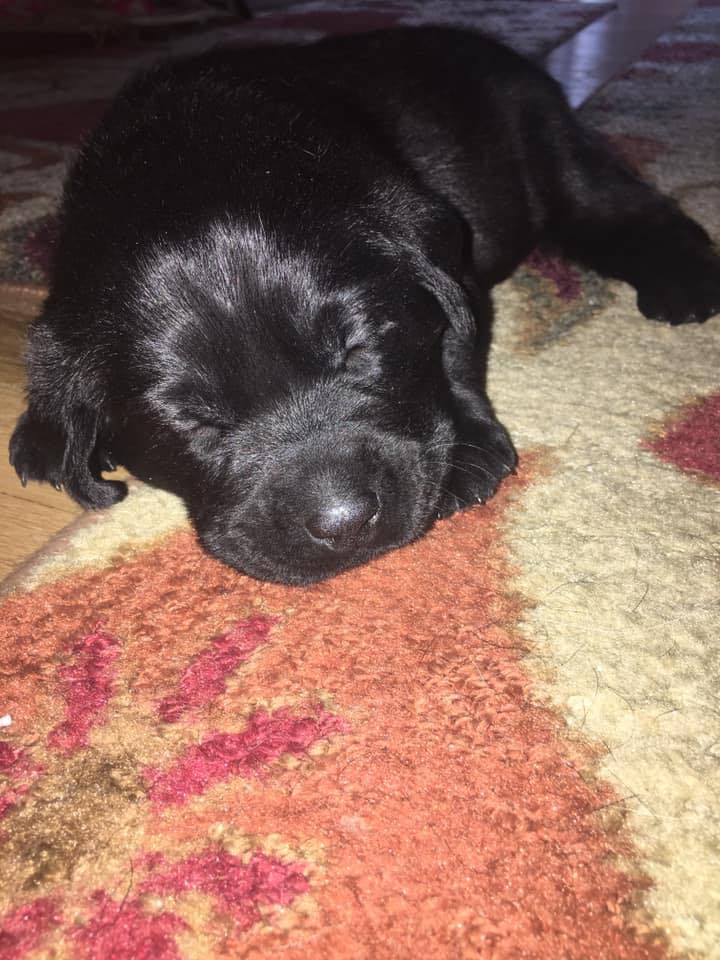 Jo-Jo’s South Jersey Labrador Puppies | Roebling NJ