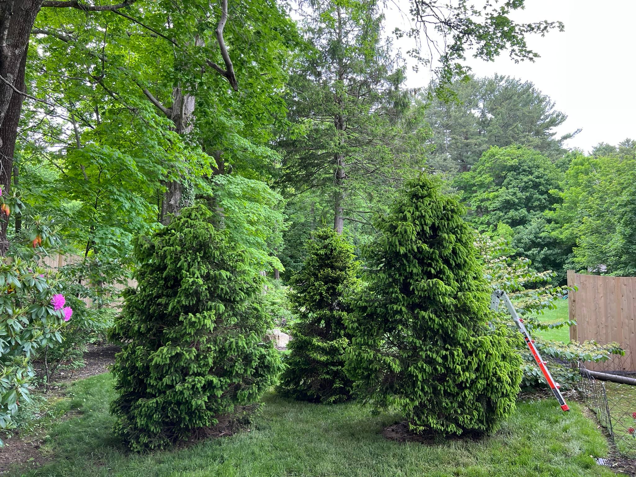 New patio, tree transplant,... - TJC Landscape Services LLC. | Facebook