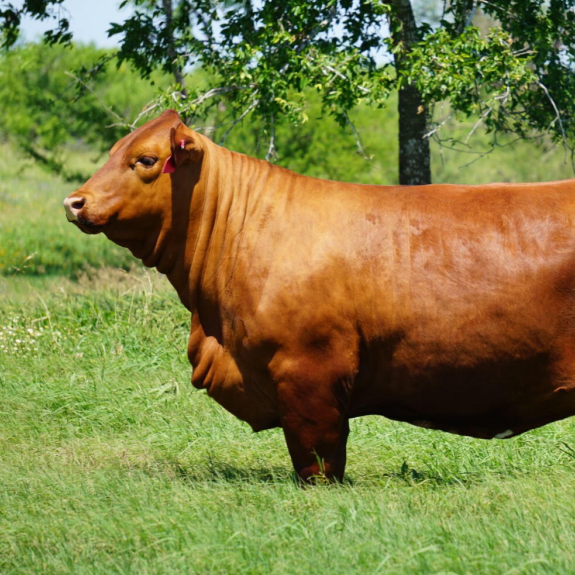 Introducing CF HIGH TIDE 163/9,... - Cissna Ranch Beefmasters | Facebook