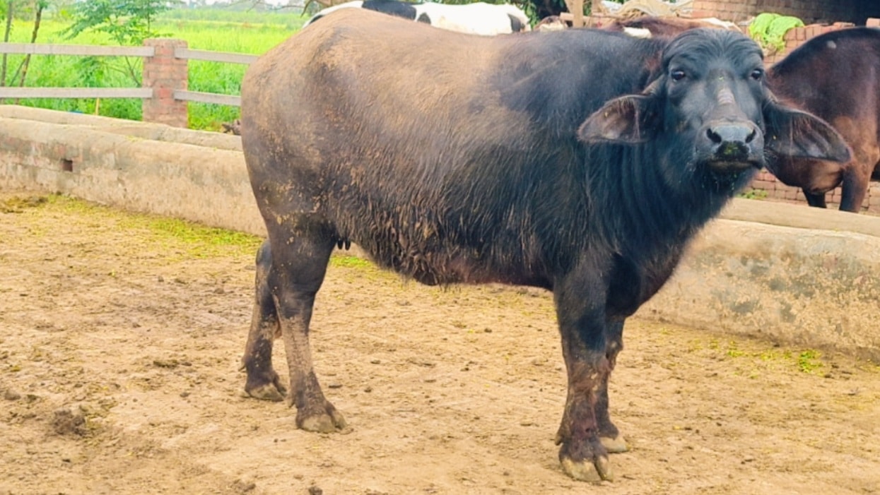 Waris Dairy And Agri Farm | Mandi Bahauddin