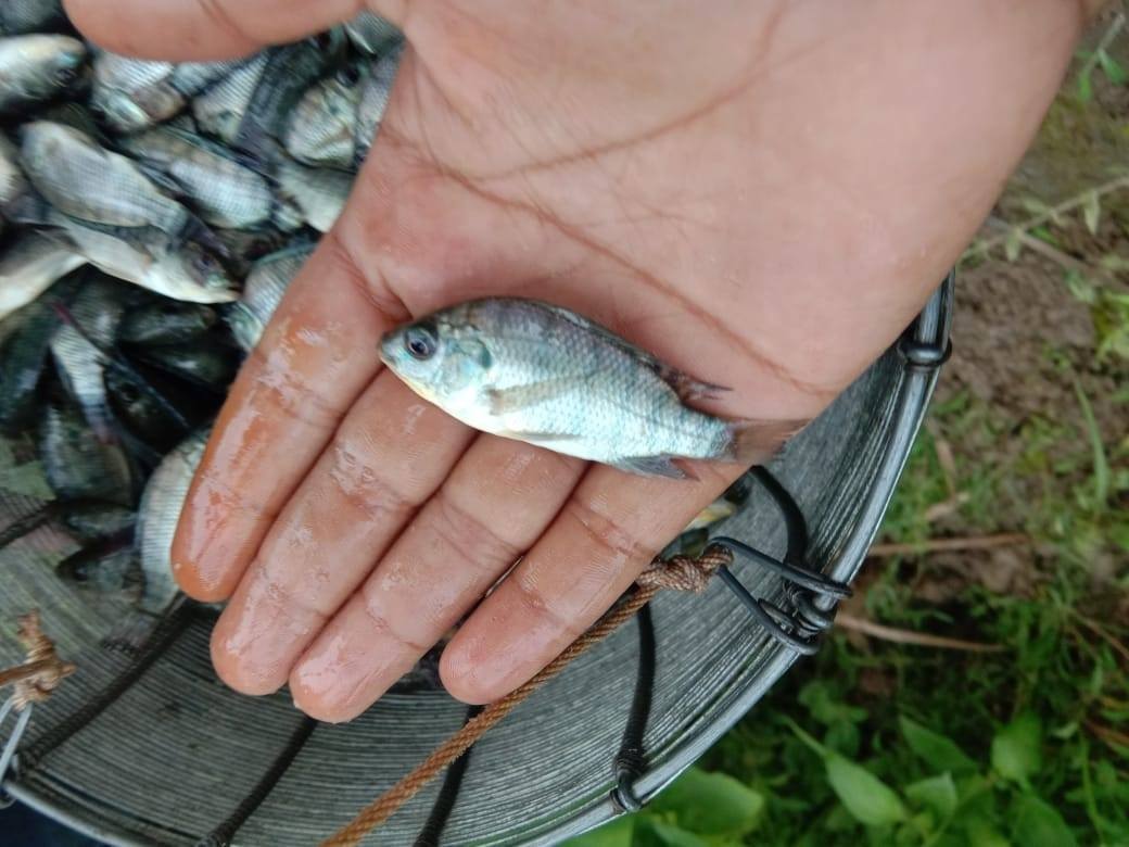 Toha Hatchery | Satkhira