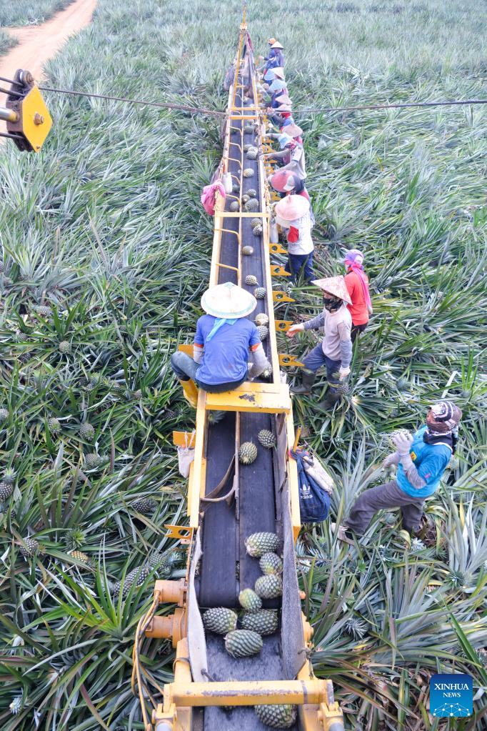 La gente recoge #piñas con... - Diario del Pueblo en línea