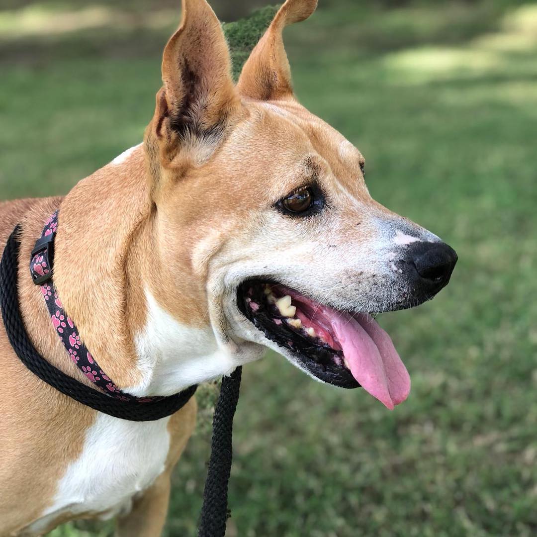12 year old 50 lb lab mix -... - The Animal Rescue Mission
