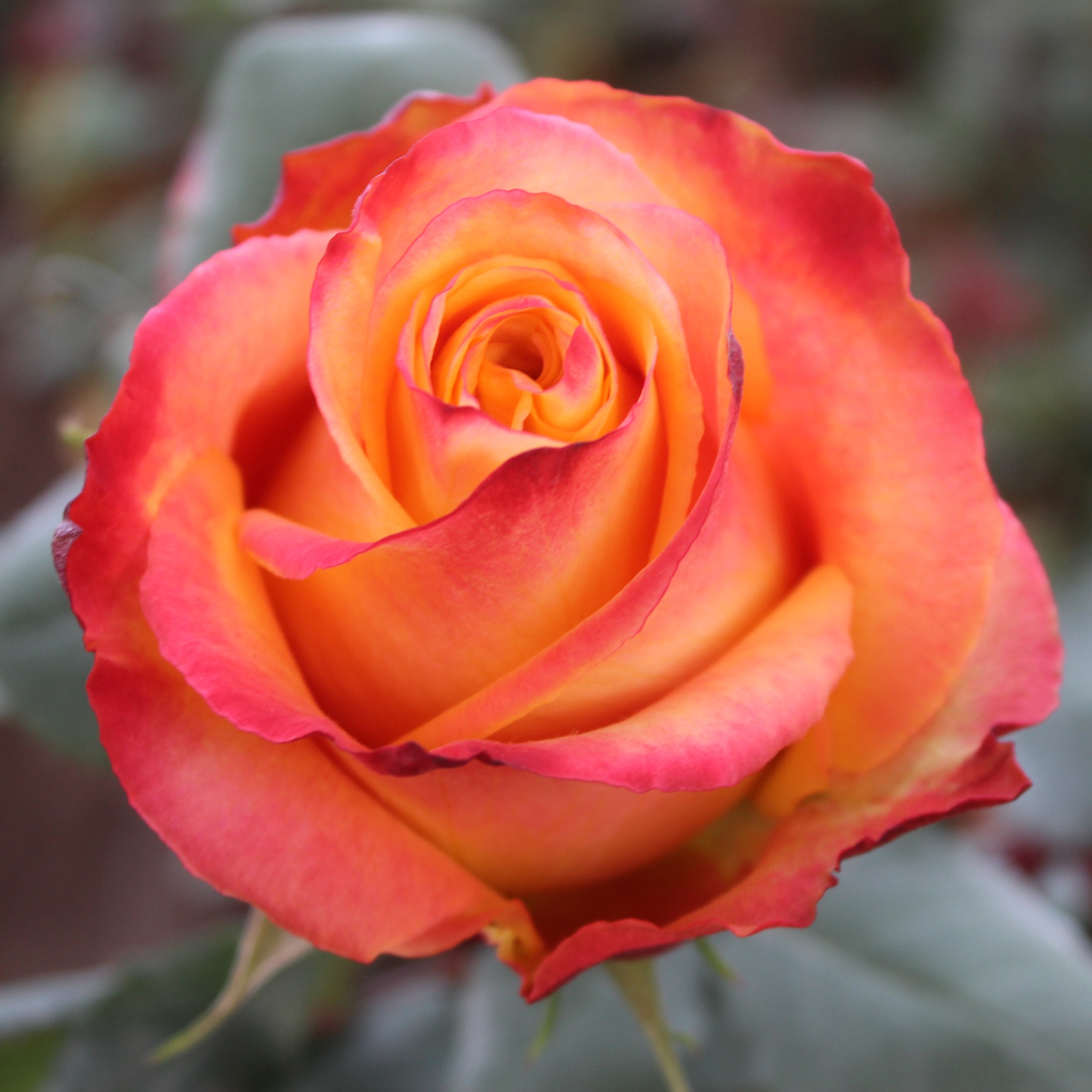 Matiz Roses - Do you believe in magic? You will upon...