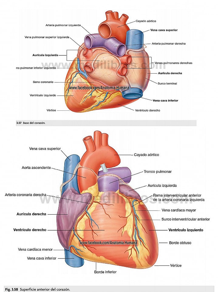 Contorno Del Corazón Anatómicamente Correcto Pósters: Gr%c3%a1fico