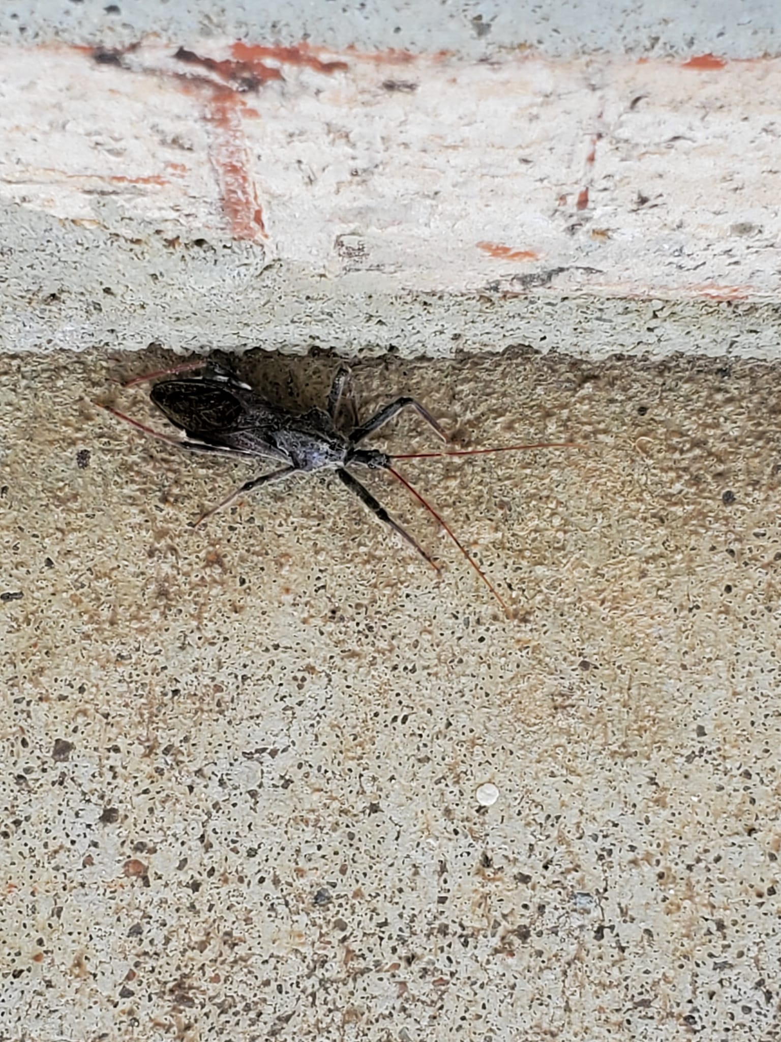 What are bugs on house siding in Bixby, OK?