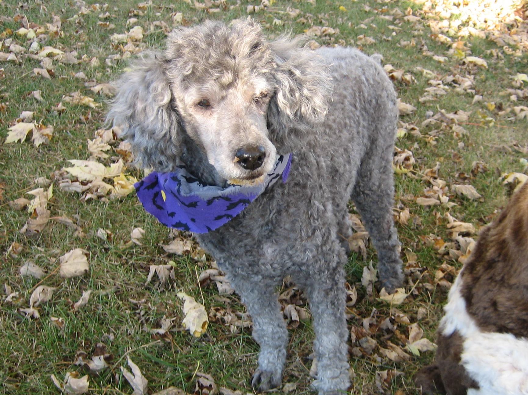Pierre The Poodle