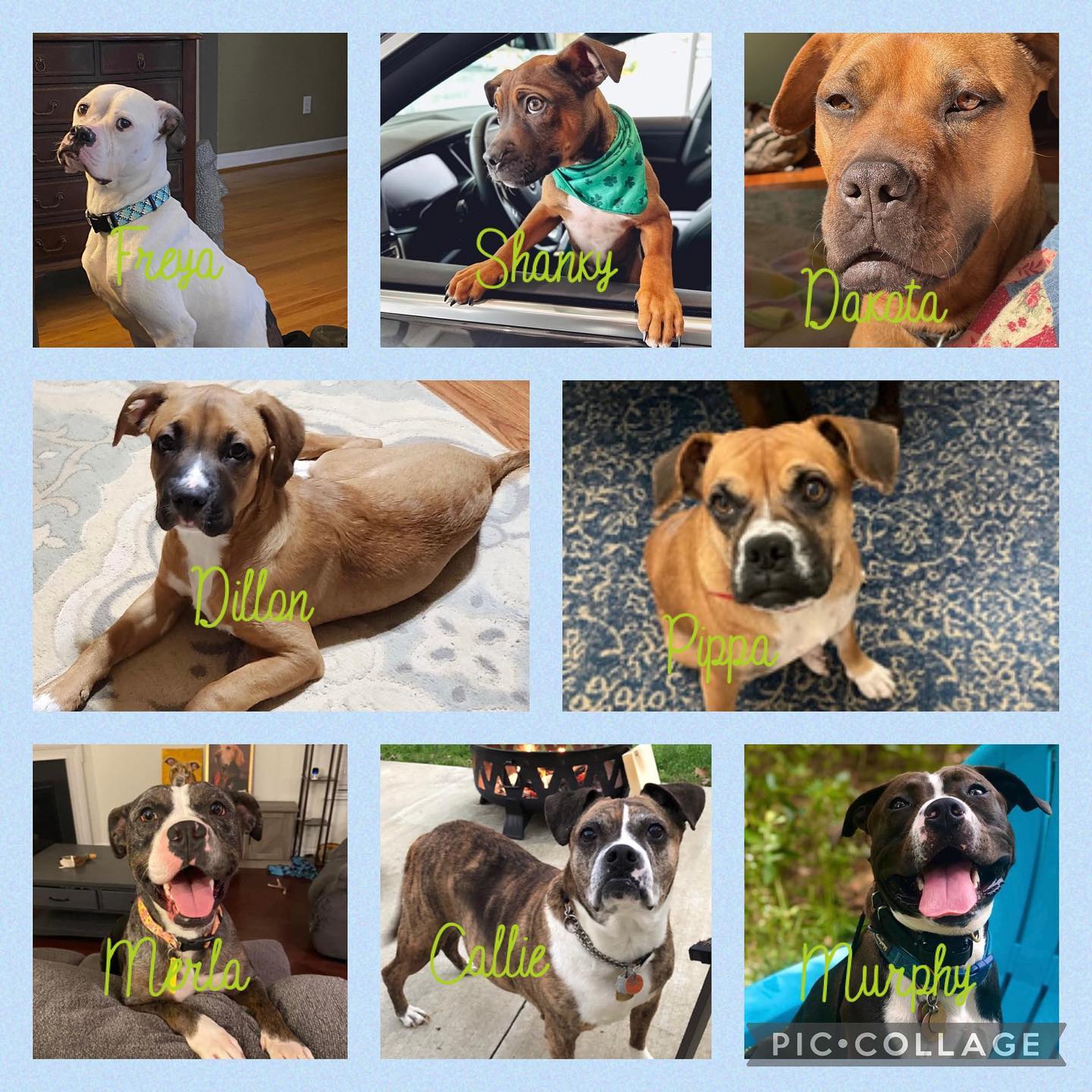 The sweet faces of Blue Ridge... - Blue Ridge Boxer Rescue | Facebook
