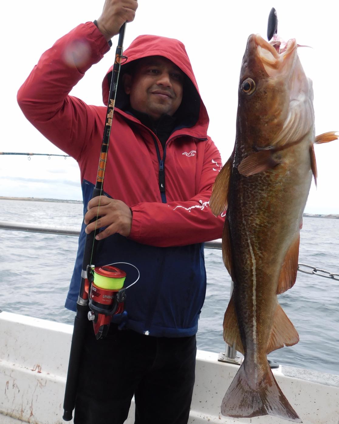 Fish caught today were Cod, Ling,... - Misty Angling Trips