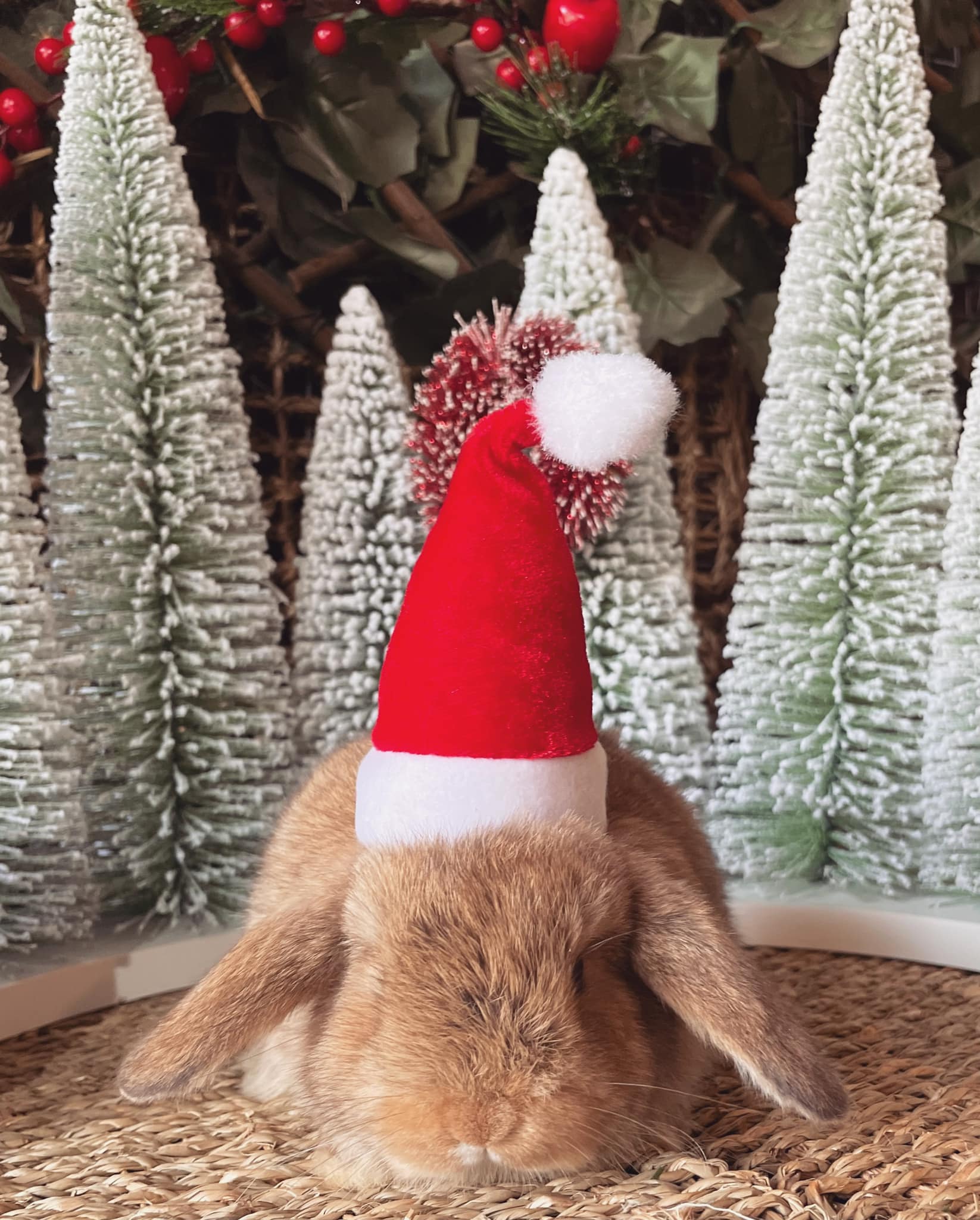 Lop Rabbits Australia - Regal Rabbit Mini Lops | HoHoHo Christmas is in ...
