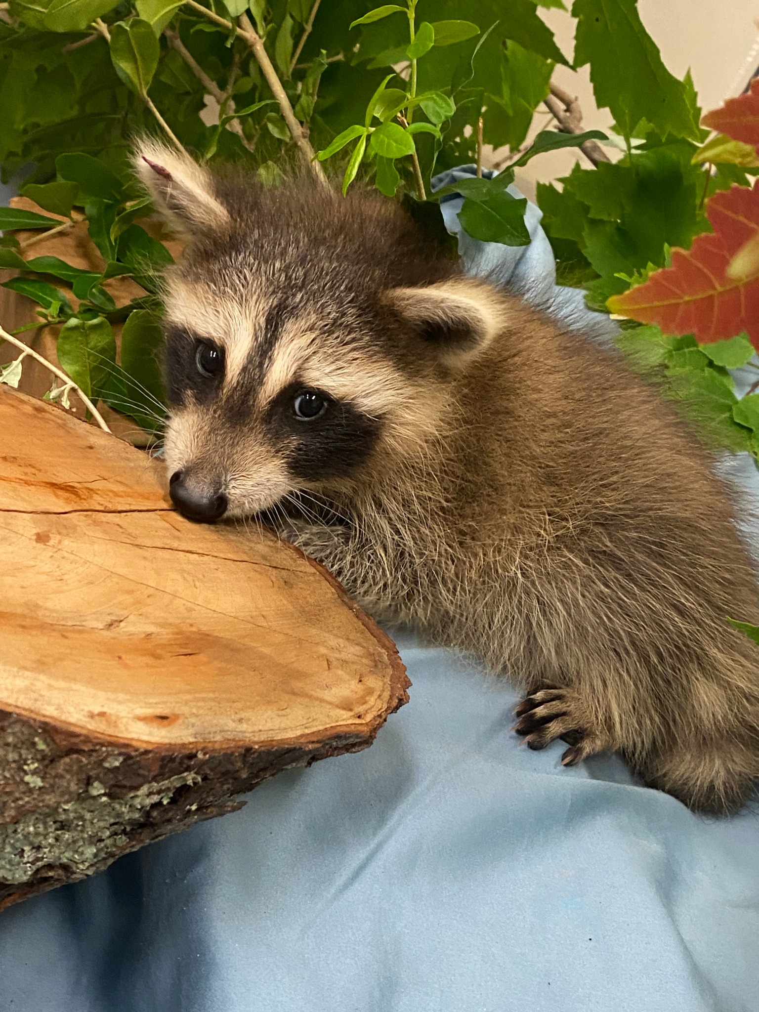 Our young raccoon patients... - Blue Ridge Wildlife Center | Facebook