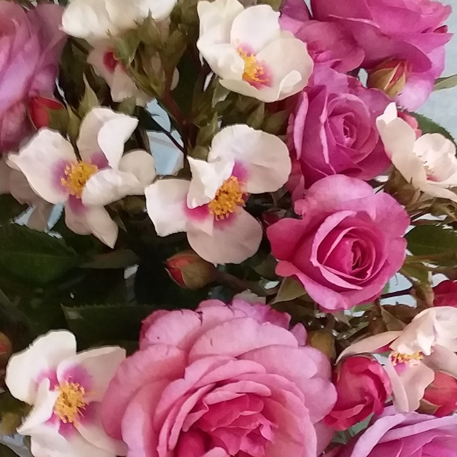 New Release David Austin® Roses We are excited to introduce a stunning ...