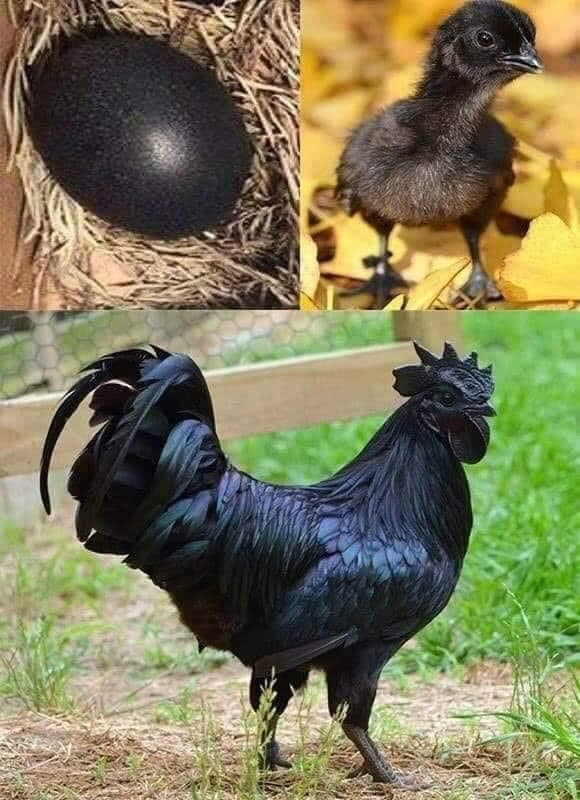 Fibromelanosis part three #ayamcemanichickens #ayamcemani #chickenbreeds #educational #chickenbreeding #fibromelanosis #backyardchickens #poultry #chickenkeeping